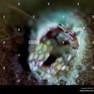 Image result for "ostenocula Harmsi". Size: 185 x 185. Source: www.alamy.de