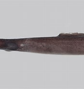 Afbeeldingsresultaten voor "derichthys Serpentinus". Grootte: 174 x 185. Bron: fishesofaustralia.net.au