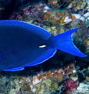 Afbeeldingsresultaten voor Blauwe Doktersvis. Grootte: 177 x 185. Bron: aquainfo.org