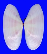 Image result for Tellina radiata Stam. Size: 161 x 185. Source: www.topseashells.com