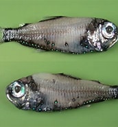 Image result for "electrona Risso". Size: 172 x 185. Source: www.fishbiosystem.ru