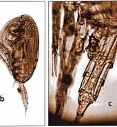 Image result for "clausocalanus Brevipes". Size: 170 x 178. Source: copepodes.obs-banyuls.fr