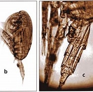 Image result for "clausocalanus Brevipes". Size: 187 x 178. Source: copepodes.obs-banyuls.fr