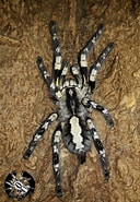 Image result for "sarsia Striata". Size: 128 x 185. Source: tarantularoom.co.uk