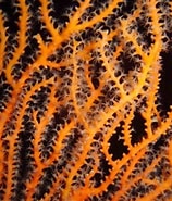 Image result for Verrucella. Size: 158 x 185. Source: www.inaturalist.org