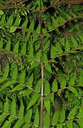 Afbeeldingsresultaten voor "druppatractus Irregularis". Grootte: 120 x 185. Bron: www.phytoimages.siu.edu