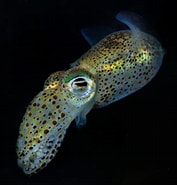 Afbeeldingsresultaten voor Langwerpige dwerginktvis. Grootte: 177 x 185. Bron: www.natuurfotografie.nl
