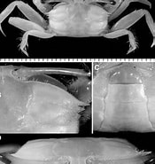 Image result for Macrophthalmus Macrophthalmus crassipes. Size: 175 x 185. Source: www.researchgate.net