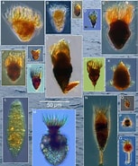 Afbeeldingsresultaten voor "Strombidium Diversum". Grootte: 153 x 185. Bron: www.pinterest.ph
