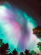 Image result for "scina Borealis". Size: 140 x 185. Source: www.pinterest.com