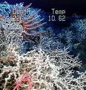 Image result for Lophelia Coral Banks. Size: 176 x 185. Source: oceanexplorer.noaa.gov