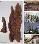 Afbeeldingsresultaten voor Clathria Clathria Acanthotoxa Klasse. Grootte: 163 x 185. Bron: www.researchgate.net