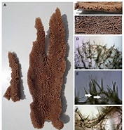 Image result for Clathria Clathria Acanthotoxa Klasse. Size: 177 x 185. Source: www.researchgate.net