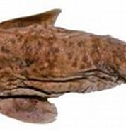 Image result for "cephaloscyllium Fasciatum". Size: 178 x 95. Source: shark-references.com