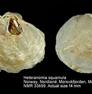 Image result for "heteranomia Squamula". Size: 182 x 185. Source: www.marinespecies.org