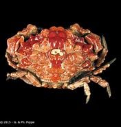 Image result for "euxanthus Exsculptus". Size: 176 x 185. Source: www.crustaceology.com