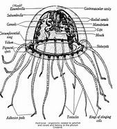 Image result for Hydrozoa Anatomy. Size: 169 x 185. Source: animalcorner.org