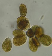 Image result for "ostreopsis Ovata". Size: 173 x 185. Source: culturamarinara.com
