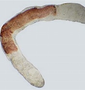 Image result for "ctenodrilus Serratus". Size: 176 x 185. Source: www.aphotomarine.com