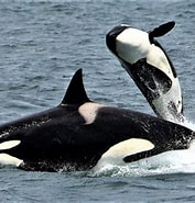 Image result for Cetacea Animal. Size: 177 x 185. Source: www.euston96.com