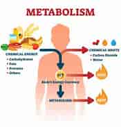 Cell Metabolism Impact Factor కోసం చిత్ర ఫలితం. పరిమాణం: 175 x 185. మూలం: humanbio.org