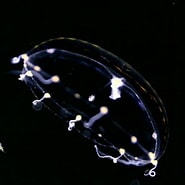 Afbeeldingsresultaten voor "clytia Discoida". Grootte: 185 x 185. Bron: planktonchronicles.org