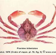 Afbeeldingsresultaten voor "pisoides Bidentatus". Grootte: 188 x 185. Bron: www.crabs.ru