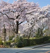 佐野籐右衛門邸 桜 に対する画像結果.サイズ: 176 x 185。ソース: merosu.com