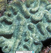 Image result for Manicina areolata Order. Size: 176 x 185. Source: www.reeflex.net