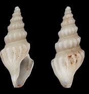 Afbeeldingsresultaten voor Typhlomangelia nivalis Feiten. Grootte: 175 x 185. Bron: varietyoflife.com.au