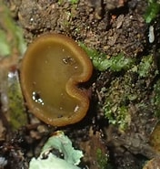 Image result for "alaurina Composita". Size: 176 x 185. Source: inaturalist.nz
