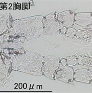 Image result for Centropages Elongatus Onderklasse. Size: 183 x 182. Source: plankton.image.coocan.jp