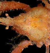 Image result for "macropodia Tenuirostris". Size: 176 x 185. Source: www.aphotomarine.com