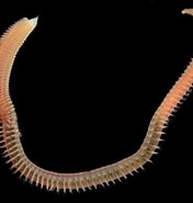 Image result for "scolelepis Cantabra". Size: 176 x 185. Source: irlspecies.org