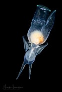 Image result for "pneumodermopsis Canephora". Size: 125 x 185. Source: lindaiphotography.com