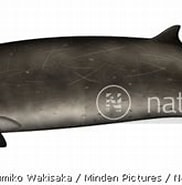 Image result for "mesoplodon Stejnegeri". Size: 182 x 124. Source: www.natureinstock.com