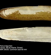 Image result for Pharidae Habitat. Size: 173 x 185. Source: alchetron.com