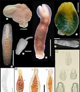 Afbeeldingsresultaten voor "malacobdella Grossa". Grootte: 160 x 185. Bron: www.researchgate.net