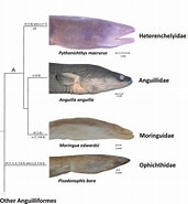 Image result for Heterenchelyidae. Size: 171 x 185. Source: tintorero-wwwartesdepesca.blogspot.com