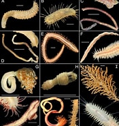 Afbeeldingsresultaten voor Austrolaenillamollis. Grootte: 175 x 185. Bron: www.frontiersin.org
