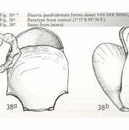 Image result for "diacria Danae". Size: 184 x 149. Source: pelagics.myspecies.info