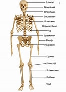 Billedresultat for Hoeveel botten heeft een Mens. størrelse: 133 x 185. Kilde: leren.wrts.nl