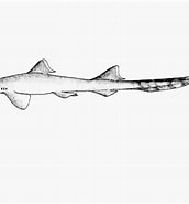 Afbeeldingsresultaten voor "eridacnis Sinuans". Grootte: 172 x 185. Bron: shark-references.com