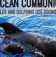 Cetacean Communication എന്നതിനുള്ള ഇമേജ് ഫലം. വലിപ്പം: 181 x 162. ഉറവിടം: en.paperblog.com
