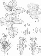 Afbeeldingsresultaten voor Leptostylis ampullacea Rijk. Grootte: 135 x 185. Bron: bioone.org