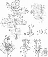 Afbeeldingsresultaten voor Leptostylis ampullacea Familie. Grootte: 155 x 185. Bron: bioone.org