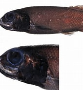 Afbeeldingsresultaten voor "bathytroctes Microlepis". Grootte: 170 x 185. Bron: www.researchgate.net