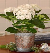 Indoor Hydrangea Plant 的图像结果.大小：175 x 185。 资料来源：www.whiteflowerfarm.com
