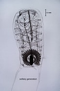 Afbeeldingsresultaten voor Thalia democratica Phytoplankton. Grootte: 123 x 185. Bron: sio-legacy.ucsd.edu