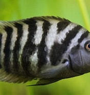 Image result for ciklid. Size: 176 x 185. Source: badmanstropicalfish.com